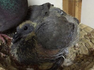 һ�������ң�(ͼ)