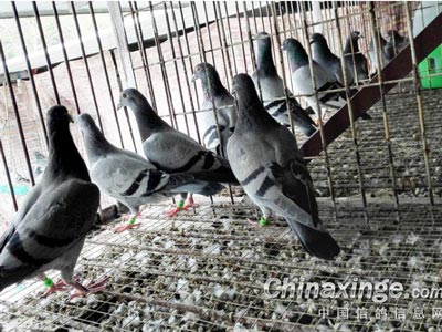 �͹���С�룺�е�󽫷��(ͼ)