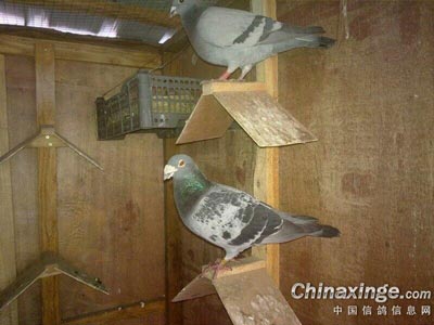 ټ��ռ�ֻ������ �����и�����(ͼ)