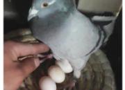 һ�Ը�����ŵ� �ܳɹ���(ͼ)