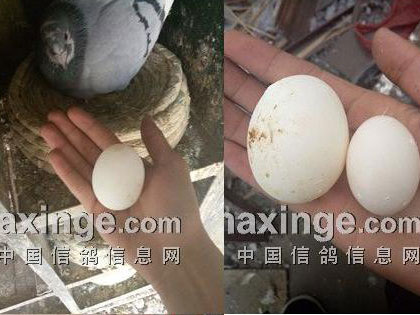 �����о�ϲ�������͵�(ͼ)