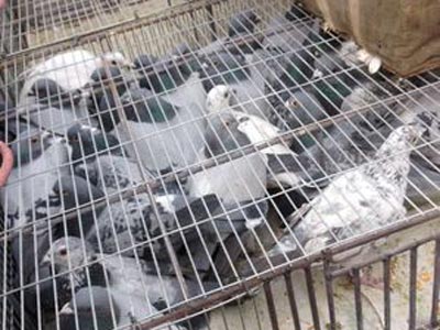 �±��˲��ץ�� �Ⱥͻ�һ������