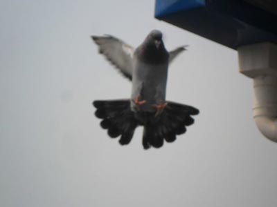 �ٹ���һ�� ˫���ʣ����������