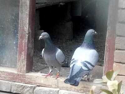 ѧ�ϱ��˸ǵﱤ������(ͼ)