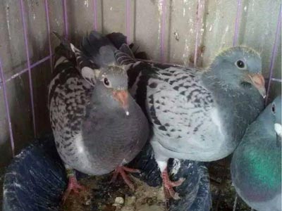 ��ϲ���磺2016�＾�ر��׸�(ͼ)