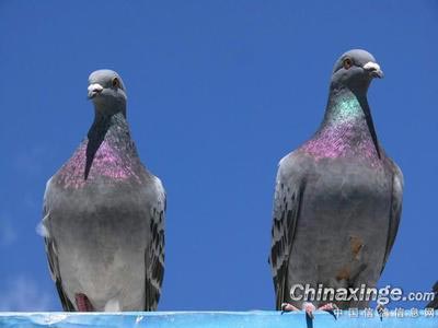 ��Լ�𣺾��ֲ�����335�� ¼ȡ300��