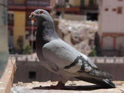 ���˹���� ����Ī������