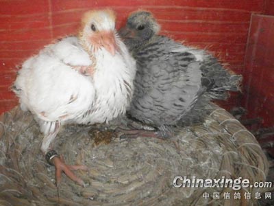 ���ɻ����׸���(ͼ)