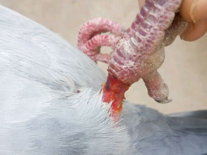 ����������� ��ȴ���ˣ�(ͼ)