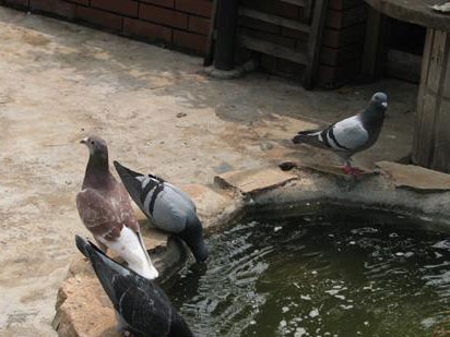 Խ��Խ�٣������������