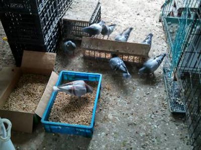 Ҫ���������� ���Ӿ���������(ͼ)