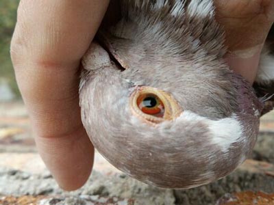 ԧ���ۣ���ô�������ܷ��ӣ�(ͼ)