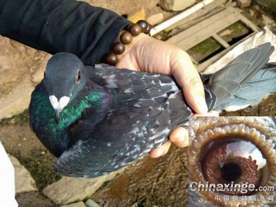 ��Ʒϵ���� ��֪Ч����Σ�(ͼ)