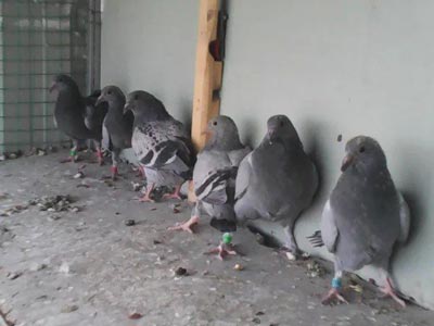 28�����׸뿪�� �е��磿(ͼ)