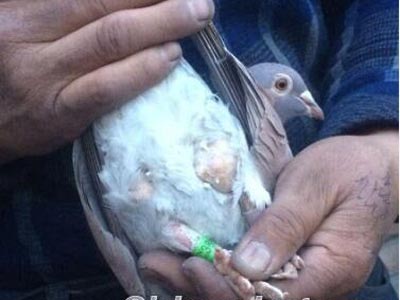 ɶ������������ȳ�Ӳ��ŧ����(ͼ)