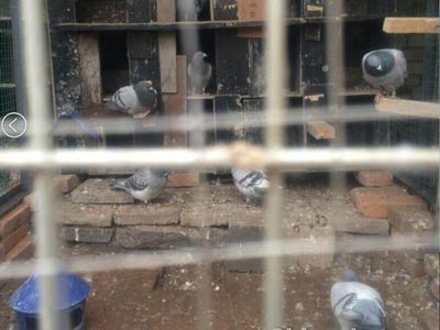 Ԫ���صȽ����Ѵ������(ͼ)