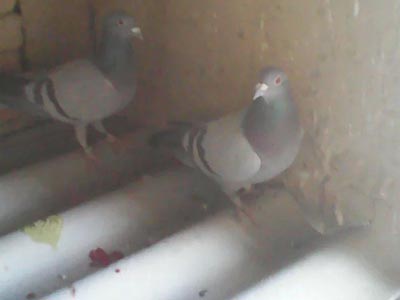 ���������Ӳ������Ѫ��(ͼ)