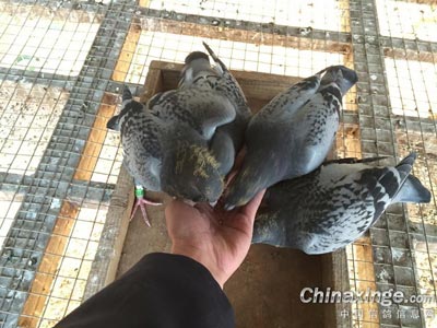 ����и������ �����������ƺ�(ͼ)