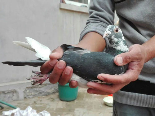 ��͵Ϯ��Ψ��һ��ëһ�Ե�(ͼ)