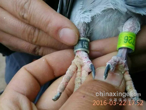 ����һ�����ɫ15���㻷��(ͼ)