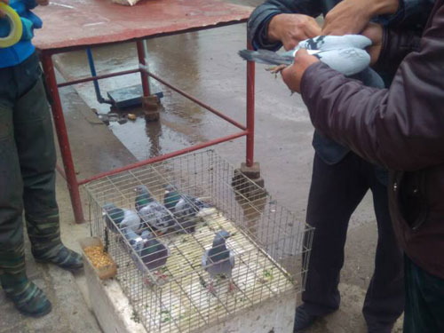 ��ɪһ�ѣ����������������(ͼ)