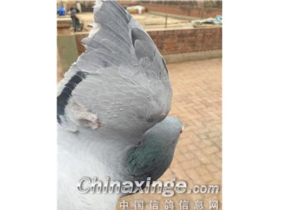 �����������˸� ����̬�Ⱥ�ú�(ͼ)