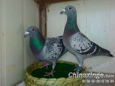 ���ѼӸ�С���� ���ٿ���������(ͼ)