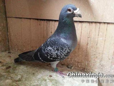 һ�ۼ��룺����ٹ������ϼ���ģ�(ͼ)