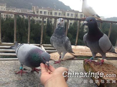 ���á����Ǹ�ա�����������Ľ��