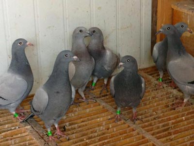 �׸������׳�� ��ȡ��һǰ����(ͼ)