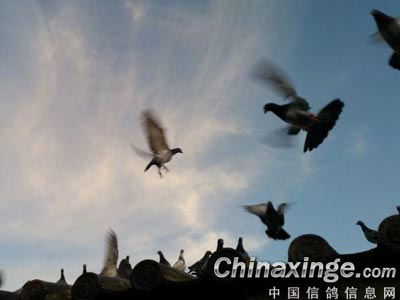 �Թ����ܲ����� �������������ģ�