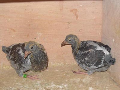 2016��ϣ�������������� ����ԭѪͳ(ͼ)