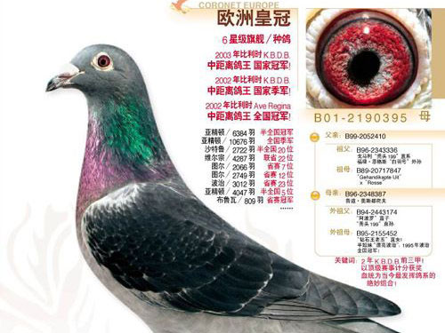 KDBD����δ�����롰ŷ�޻ʹڡ�(ͼ)