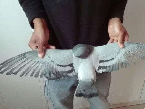 ��򱻼����������ܻ�����(ͼ)