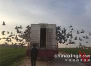 �������ֲ��Ĺ��ر��ʸ����鳲��97%(ͼ)