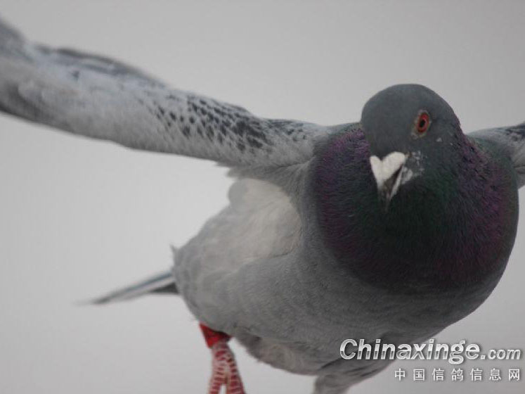 ������飺���ڶ�������60��