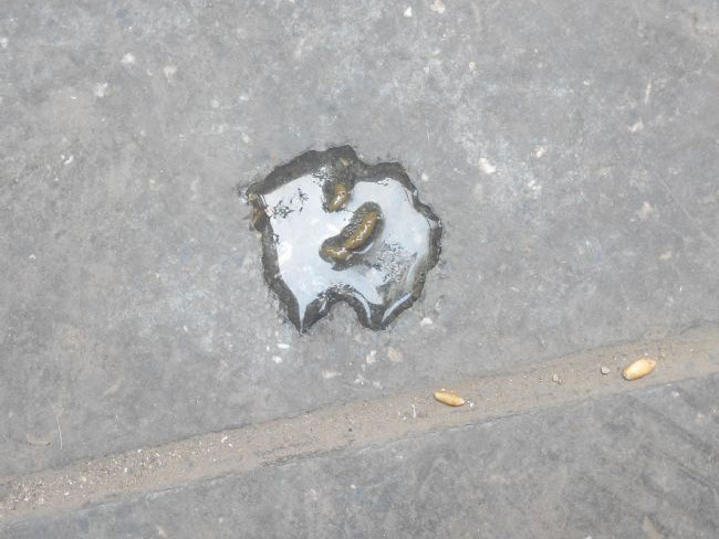 ���������׸���ˮ����ô�죿(ͼ)