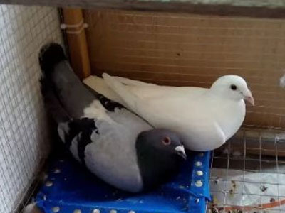 �����Ե���ʵС����(ͼ)