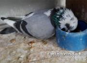 �����ع飺���ȹ��۹��� ſ�Ž�ʳ(ͼ)