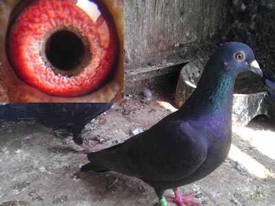 ��Щ����ֻ������ӳԣ�(ͼ)