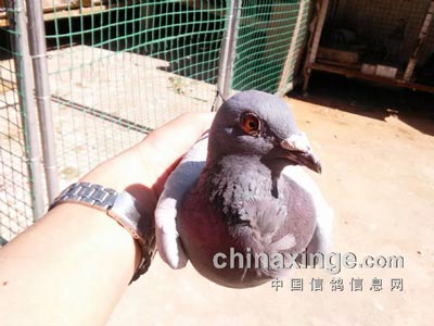 �Ƹ��ؿڵ�ë ��Ѫͳԭ��(ͼ)