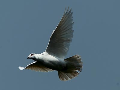 �ձ���û���������ɸ�����ǰʮ