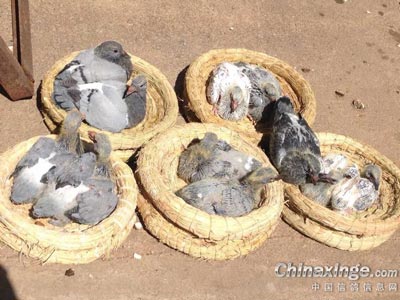 �����������ɹ�׸�(ͼ)