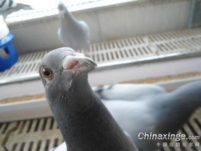 �ر��׸�Ļ�����������(ͼ)