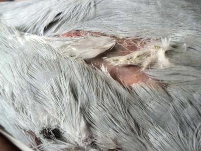 ������ǿ�鳲 Ѫ��������Ϊһ��(ͼ)