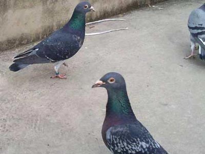 ������������(ͼ)