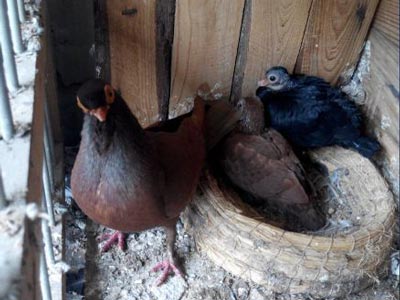 �����������������ٹ鳲��(ͼ)