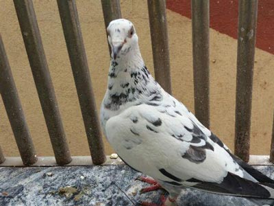 �����껪��ĸ�(ͼ)