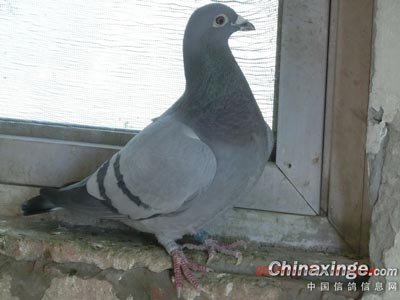 �ָ����� ��������(ͼ)