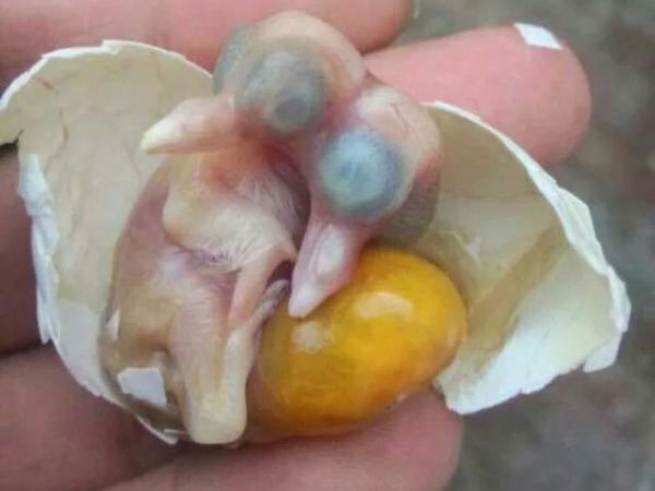 ˫ͷ�׸룺δ����������(ͼ)